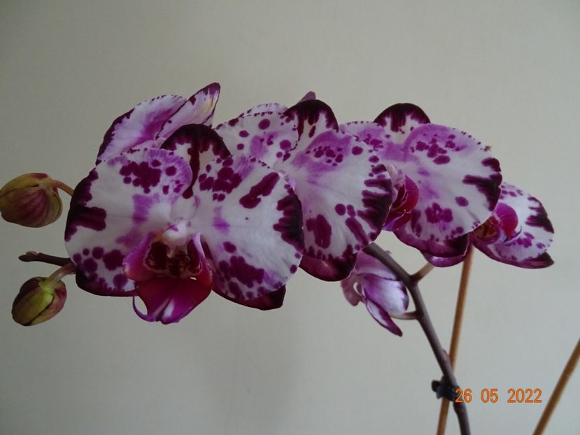  - Orhidee