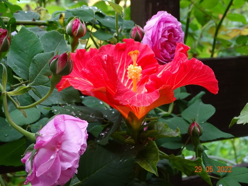  - Hibiscusi