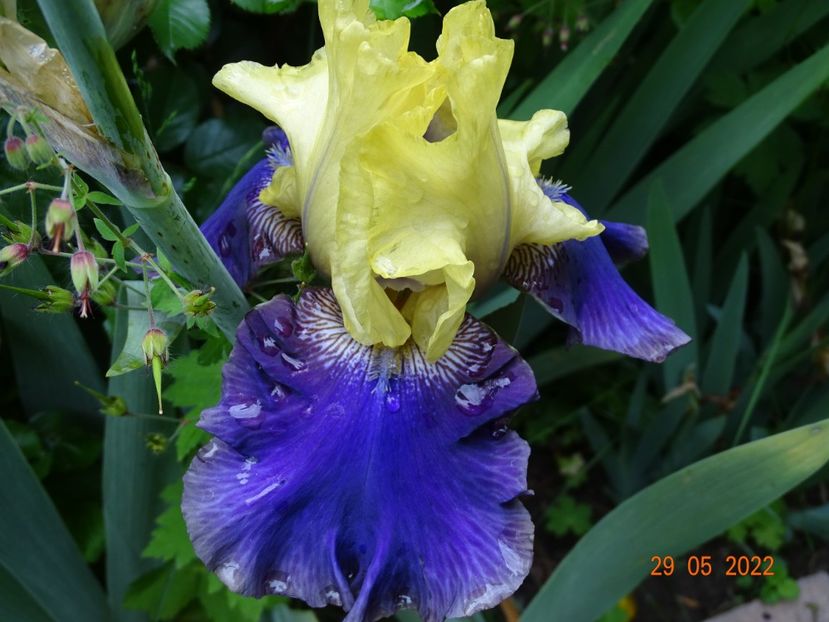  - Irisi 2022