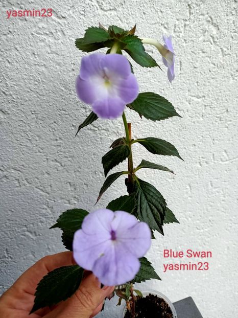 23.09.2022 - Comparații