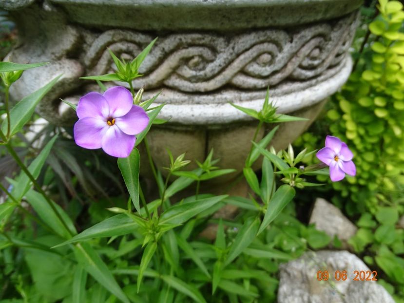 - Phlox 2022