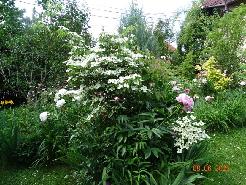  - Copacei si arbusti 2022