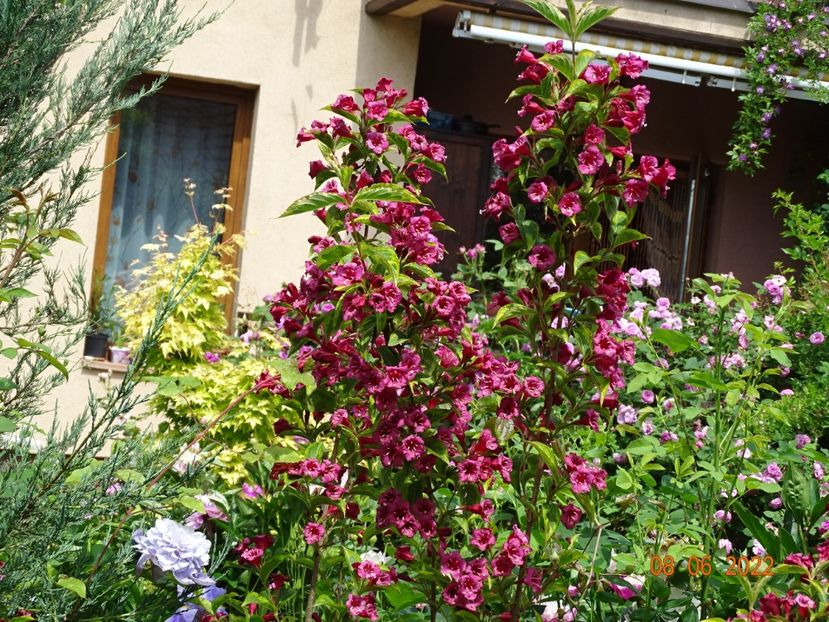  - Copacei si arbusti 2022