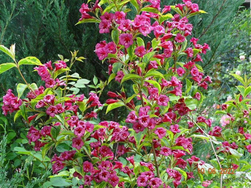  - Copacei si arbusti 2022