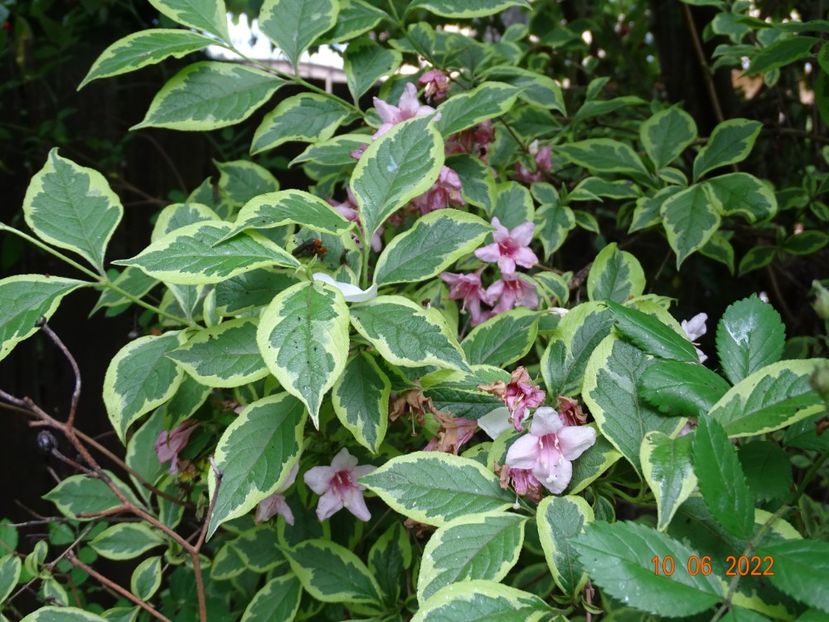  - Copacei si arbusti 2022