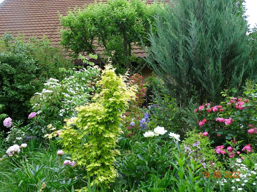  - Copacei si arbusti 2022