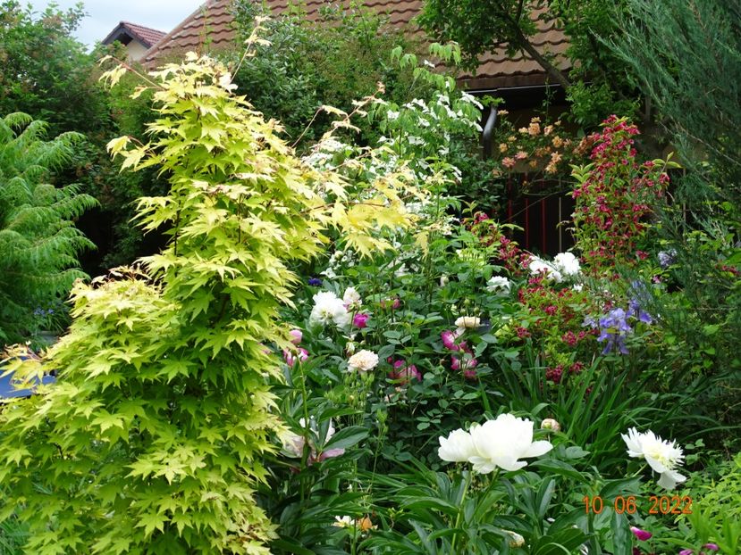  - Copacei si arbusti 2022