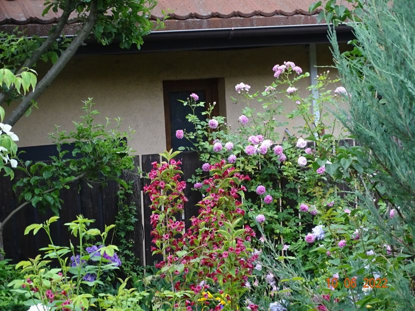  - Copacei si arbusti 2022