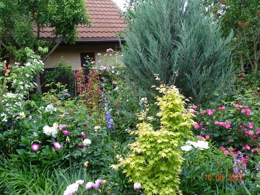  - Copacei si arbusti 2022