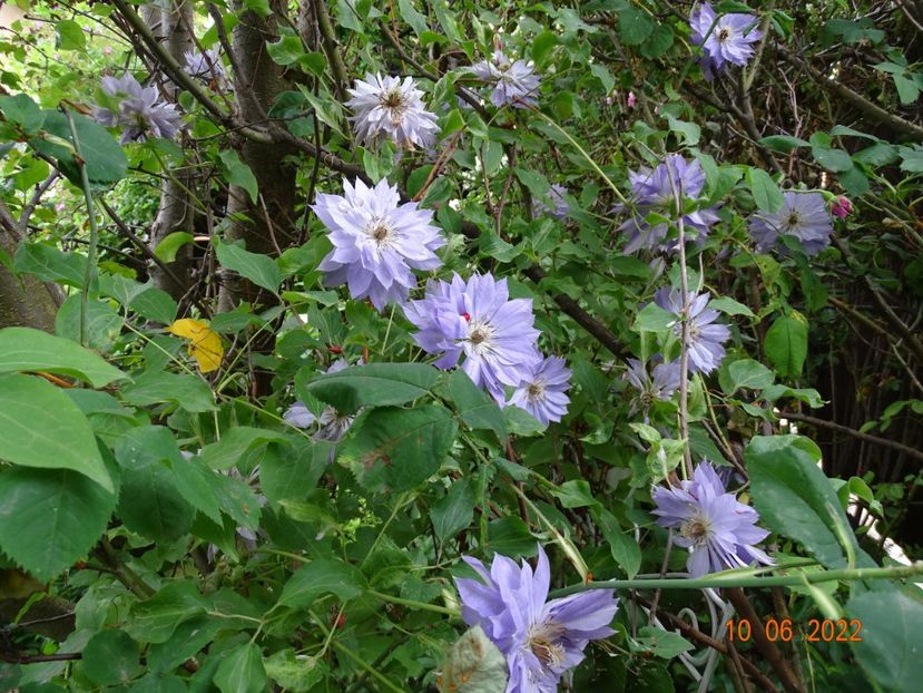  - Clematite 2022