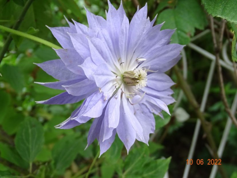  - Clematite 2022