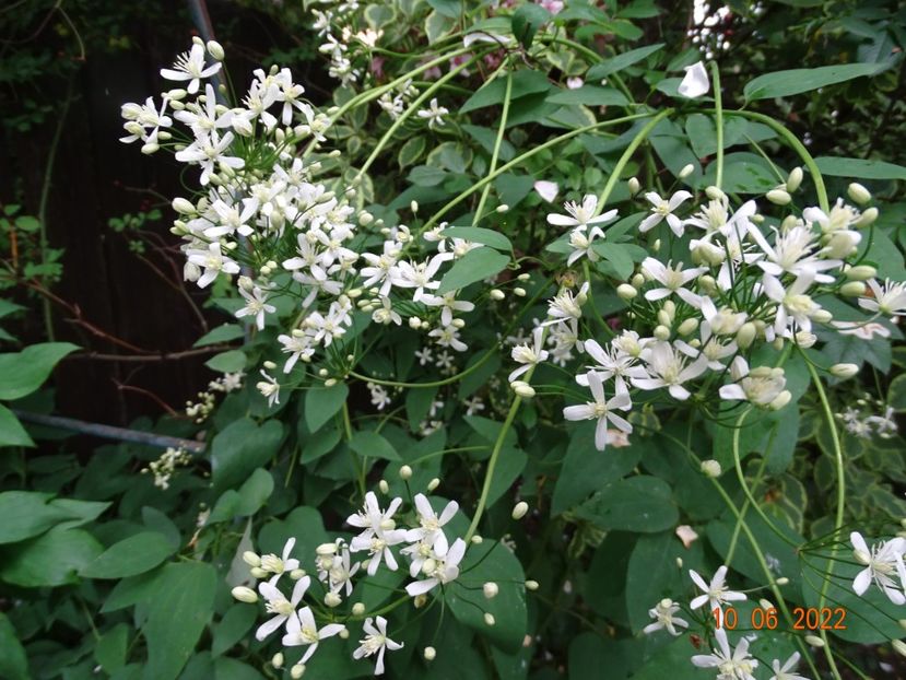  - Clematite 2022