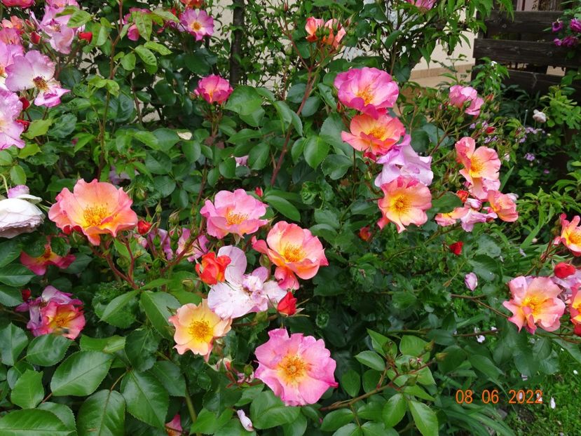  - Trandafiri 2022 1