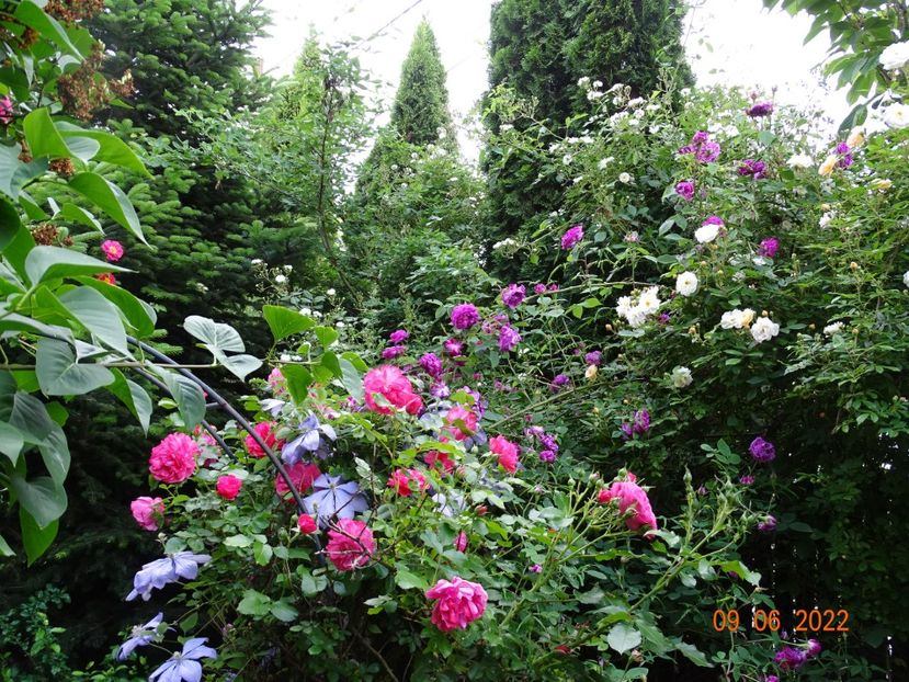  - Trandafiri 2022 1