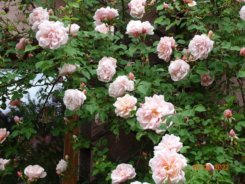  - Trandafiri 2022 1