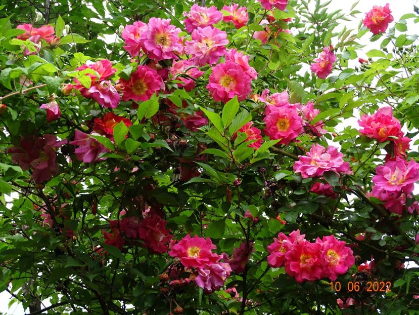  - Trandafiri 2022 1