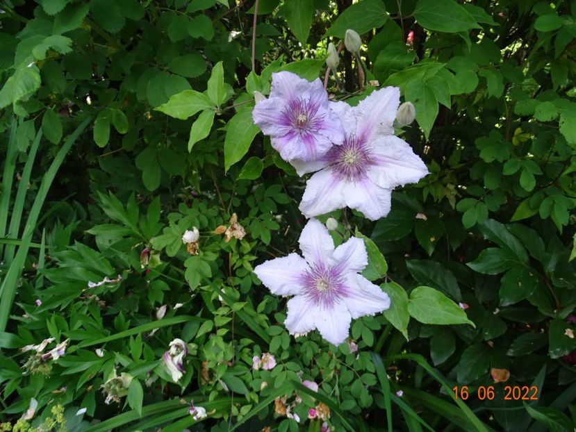  - Clematite 2022