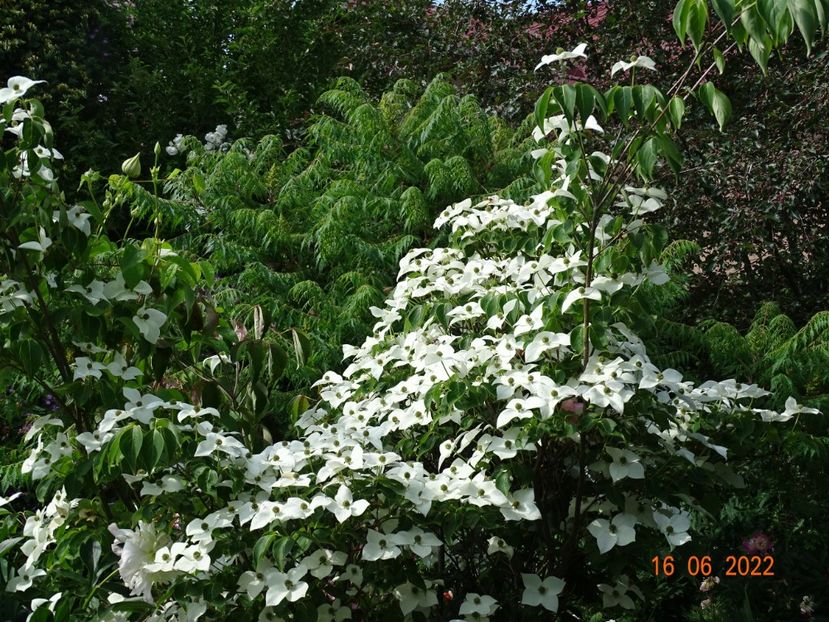  - Copacei si arbusti 2022