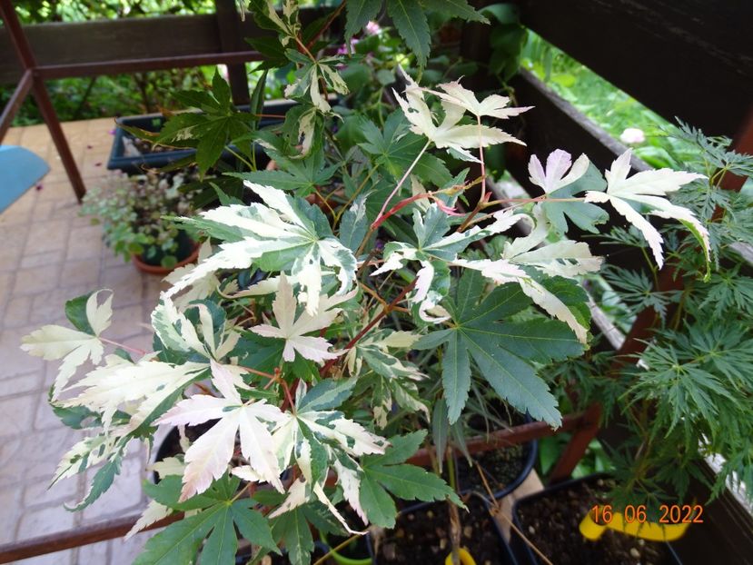  - Copacei si arbusti 2022