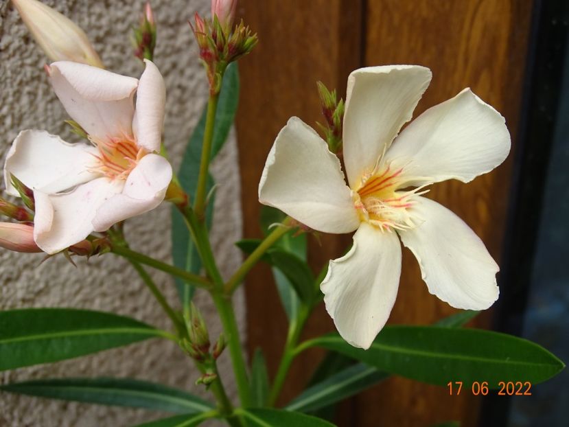 Angiolo Pucci - Leandri