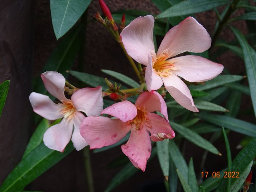 Tito Poggi - Leandri