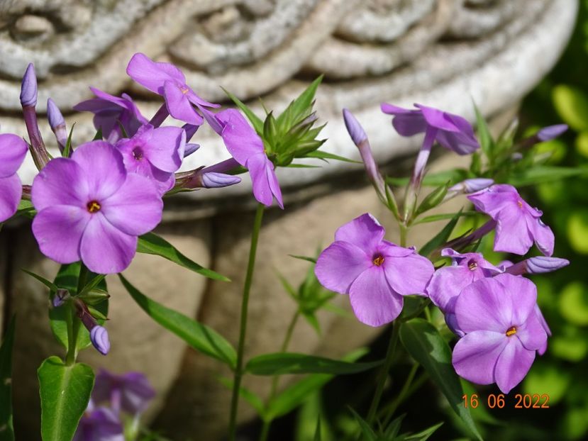  - Phlox 2022