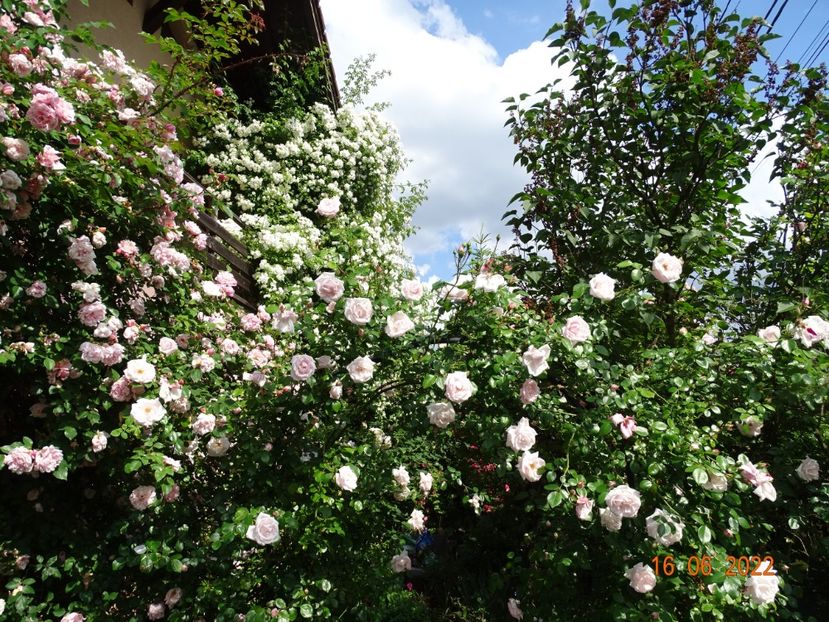  - Trandafiri 2022 1