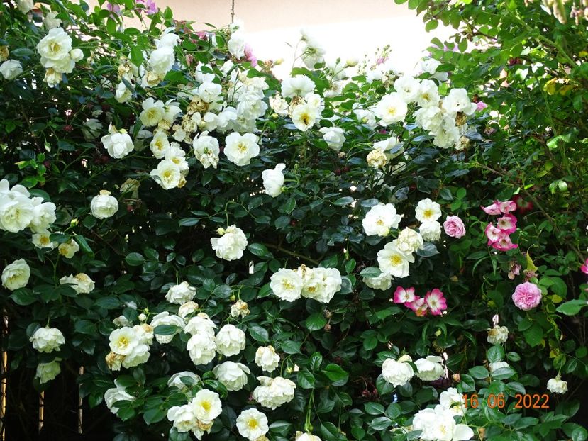  - Trandafiri 2022 1