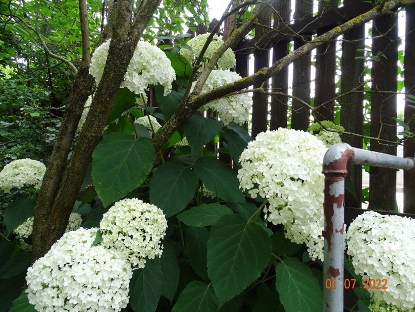  - Copacei si arbusti 2022