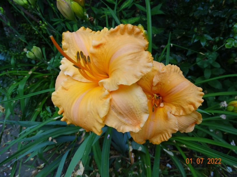  - Hemerocallis 2022