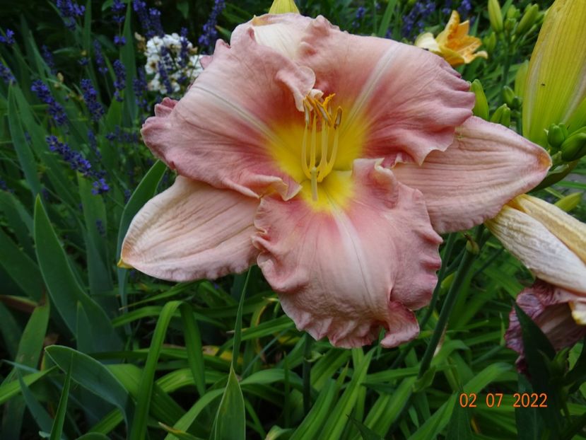  - Hemerocallis 2022
