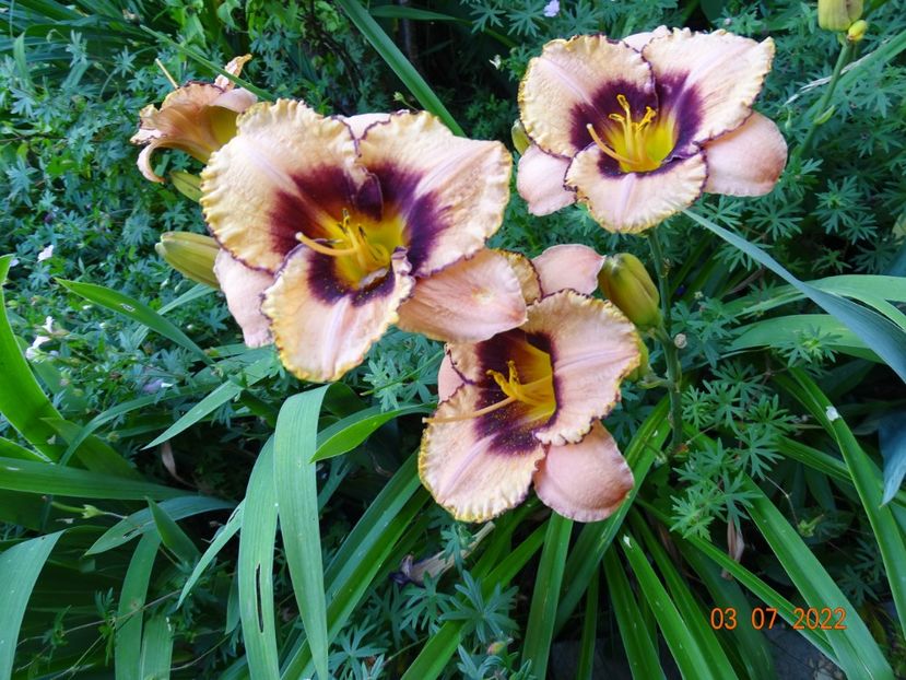  - Hemerocallis 2022