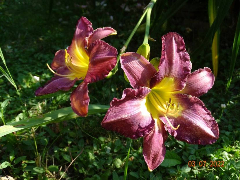  - Hemerocallis 2022