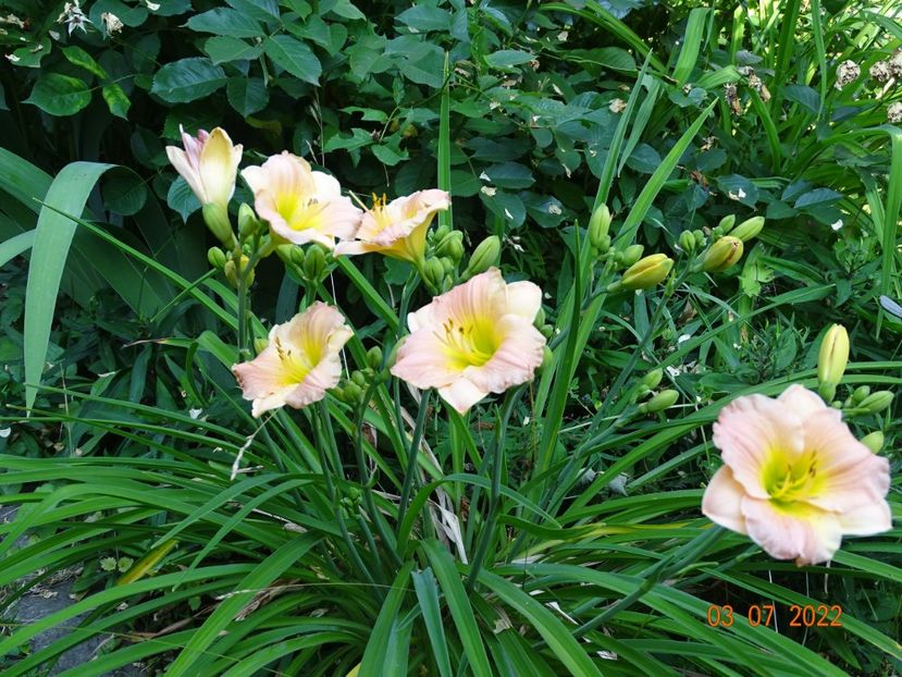  - Hemerocallis 2022