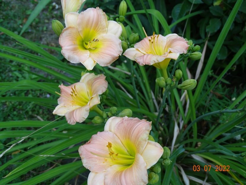  - Hemerocallis 2022