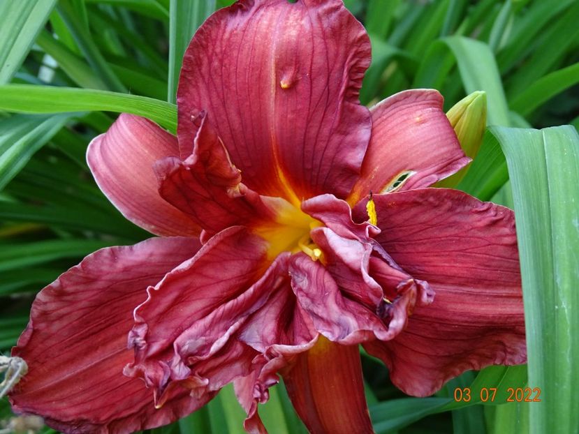  - Hemerocallis 2022