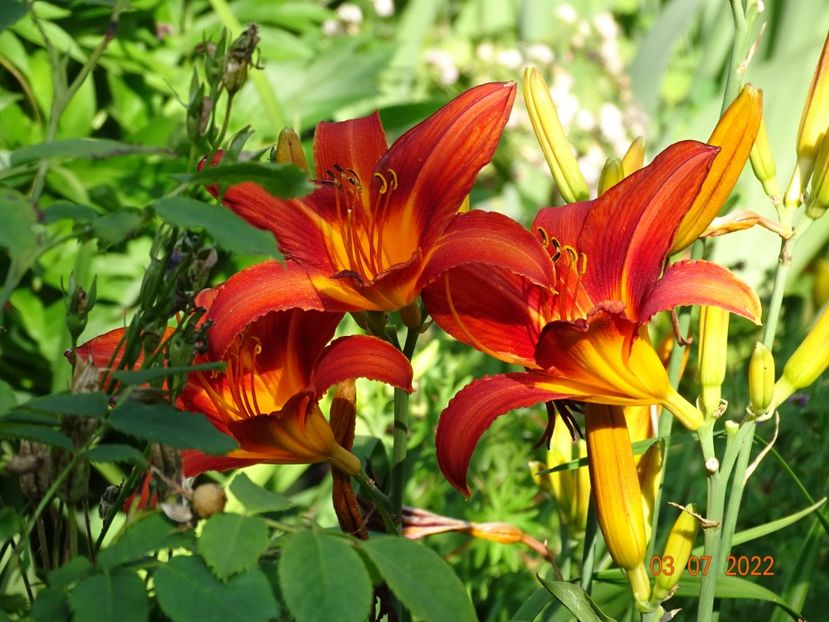  - Hemerocallis 2022