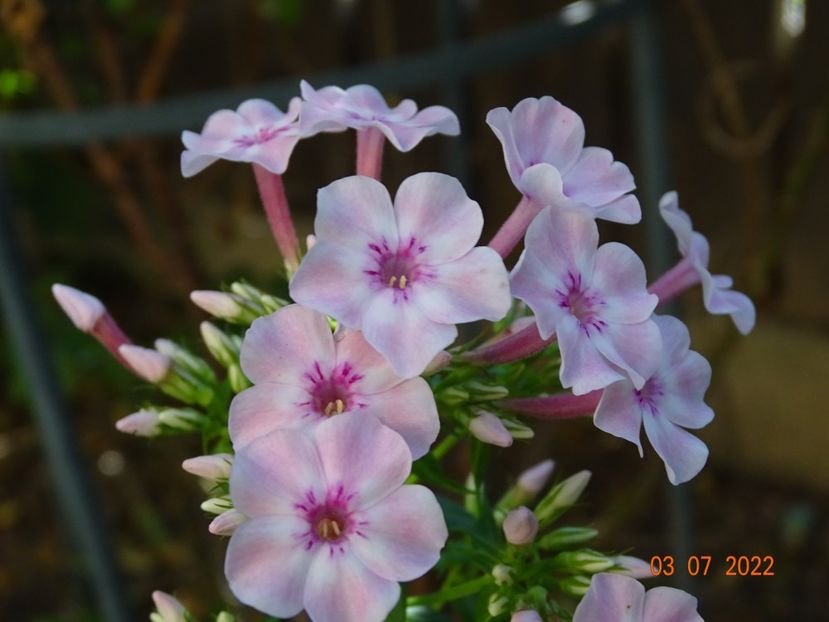  - Phlox 2022