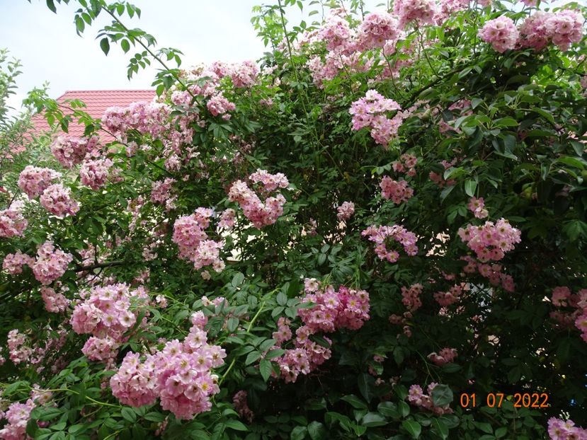  - Trandafiri 2022 1
