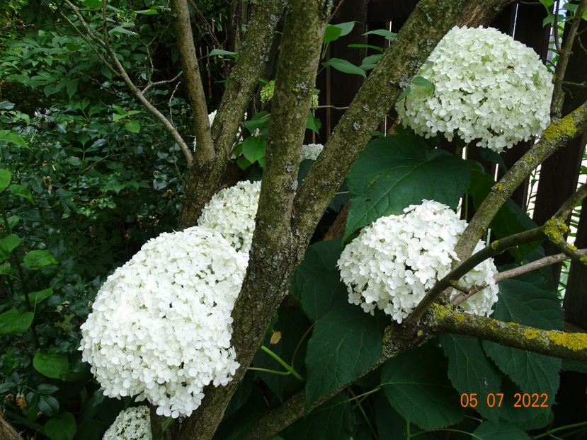  - Copacei si arbusti 2022