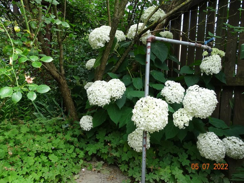  - Copacei si arbusti 2022