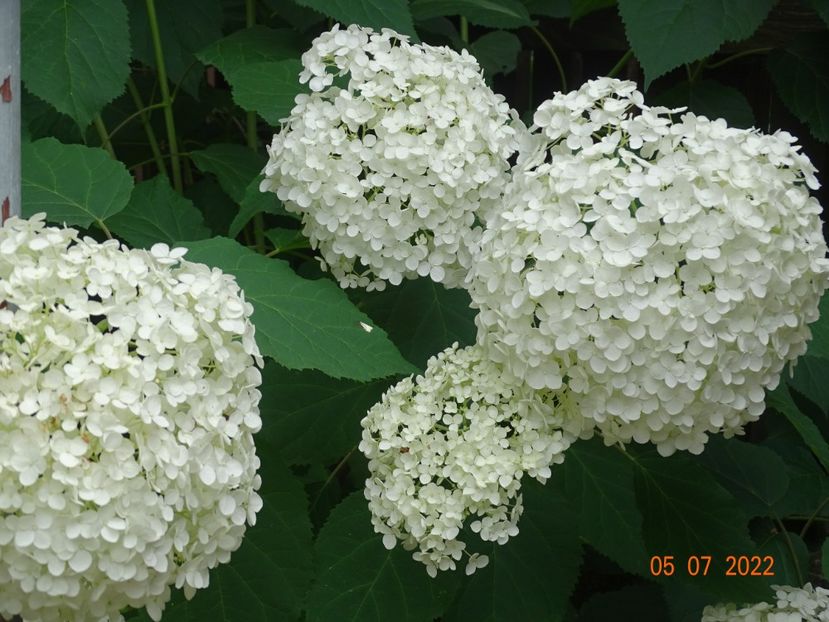  - Copacei si arbusti 2022