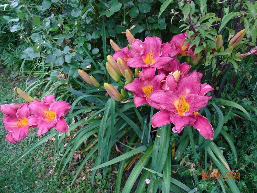  - Hemerocallis 2022