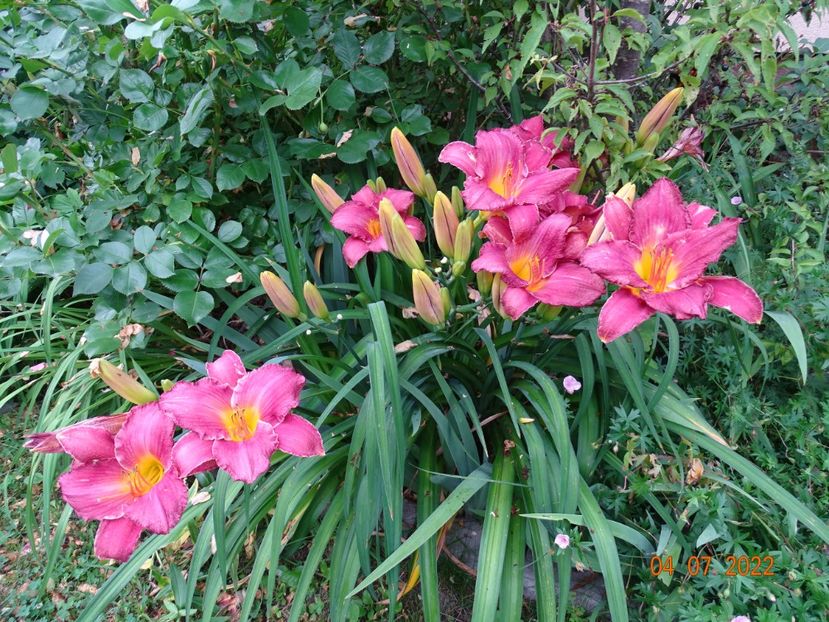  - Hemerocallis 2022