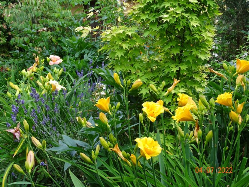  - Hemerocallis 2022