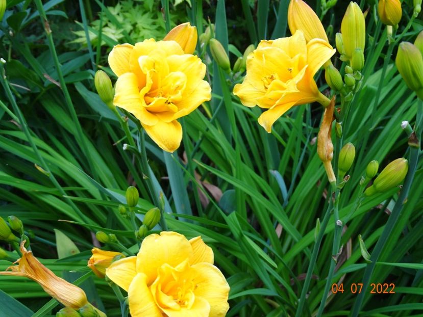  - Hemerocallis 2022