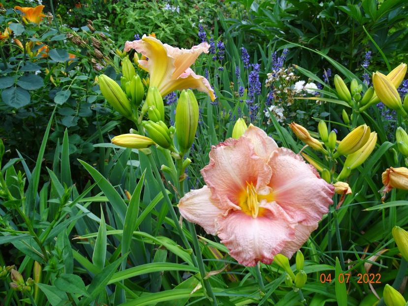  - Hemerocallis 2022