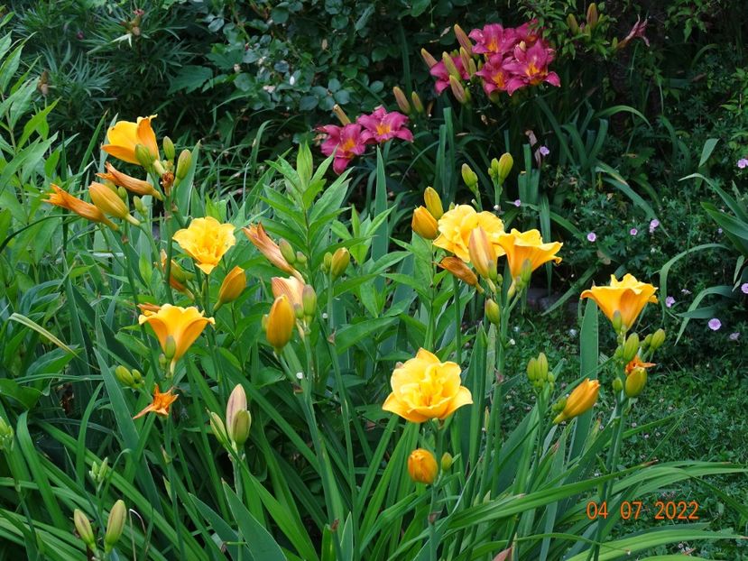  - Hemerocallis 2022
