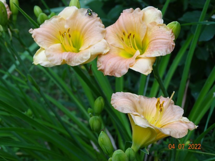  - Hemerocallis 2022