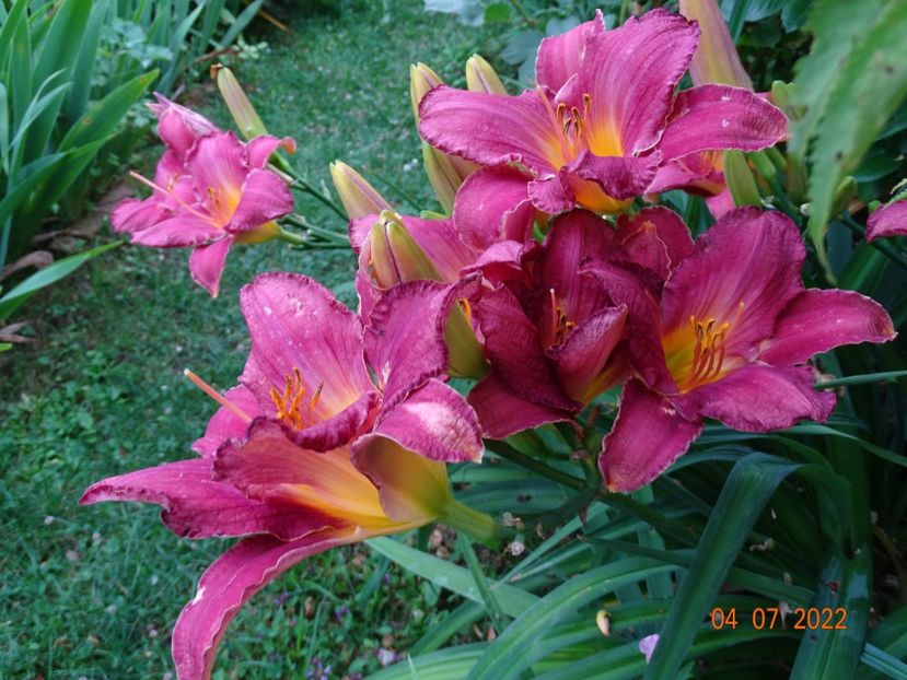  - Hemerocallis 2022